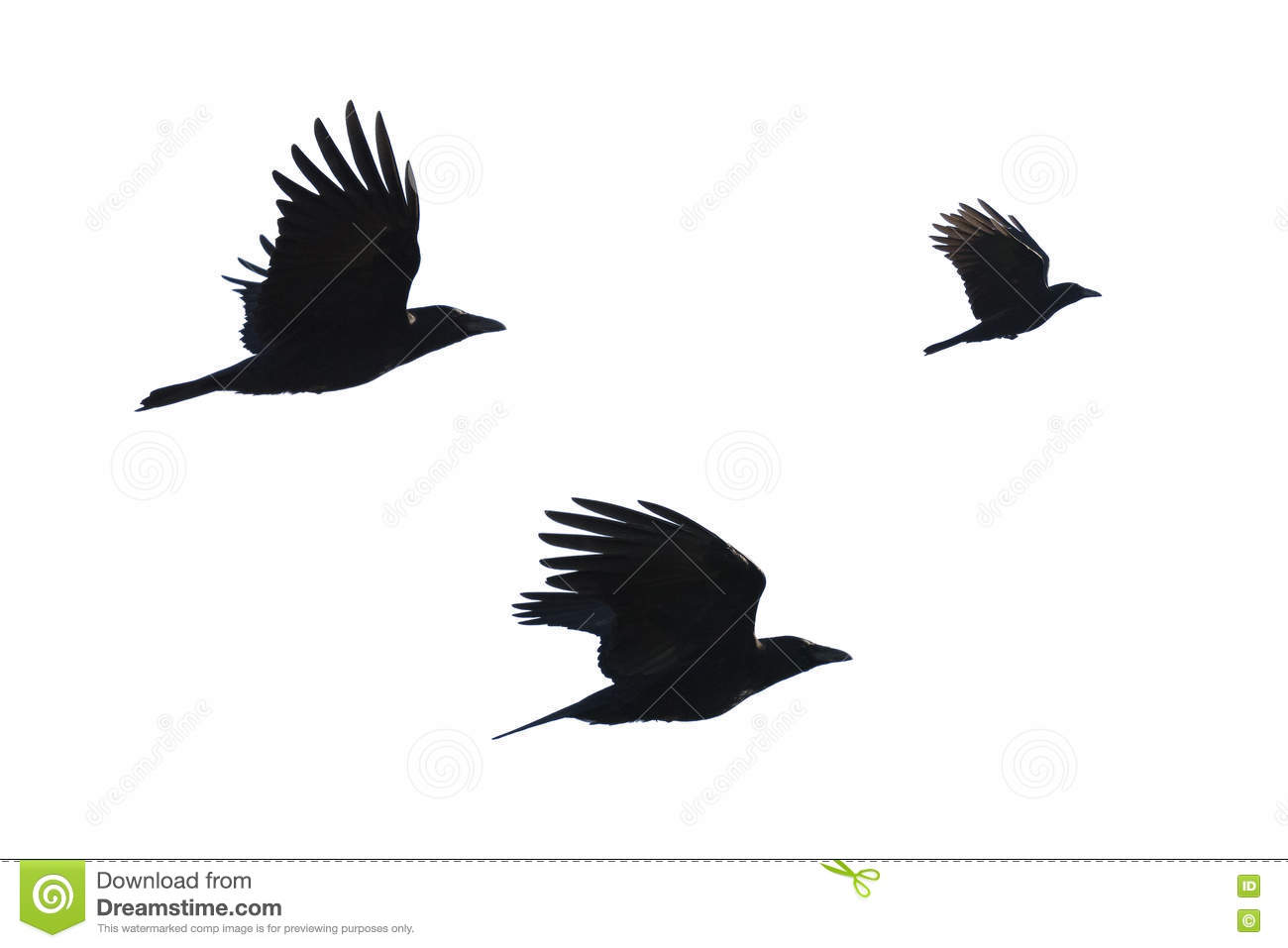 Detail Ravens In Flight Images Nomer 42
