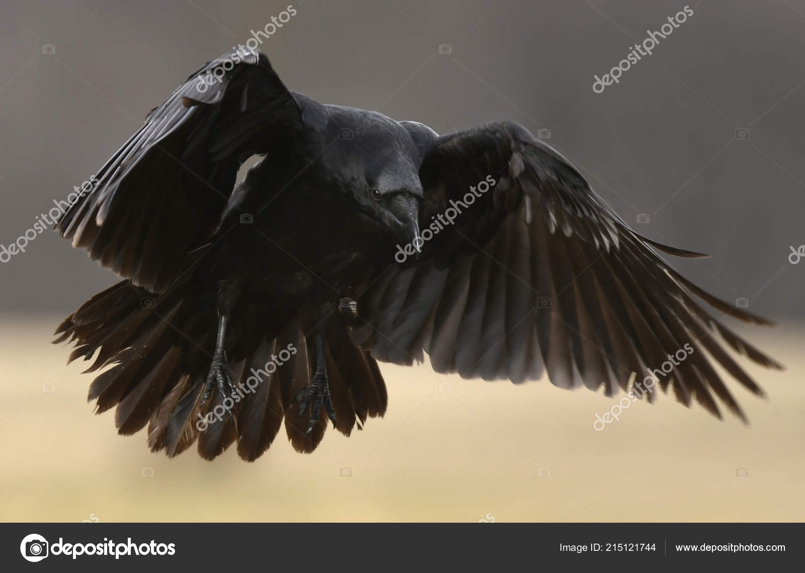 Detail Ravens In Flight Images Nomer 43