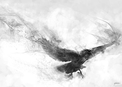 Detail Ravens In Flight Images Nomer 44