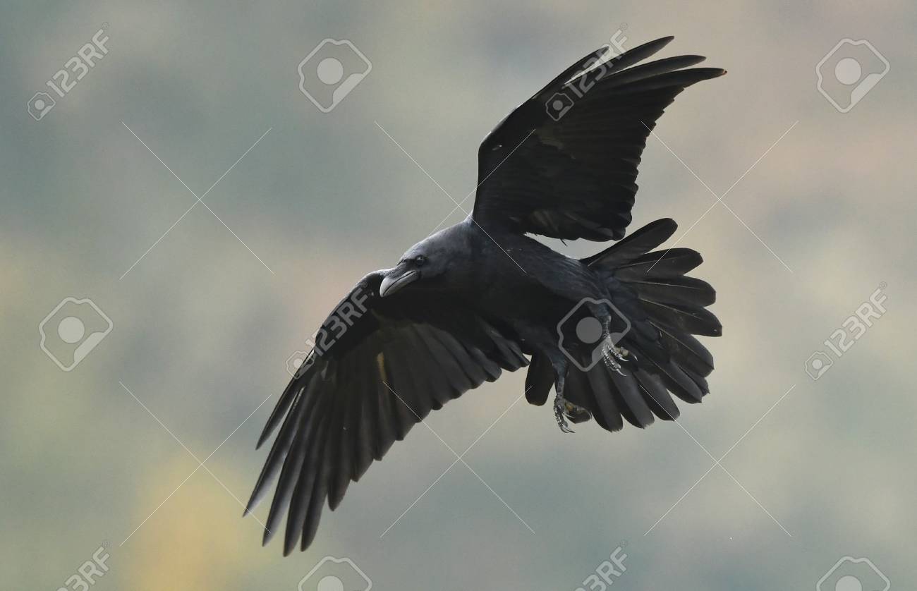 Detail Ravens In Flight Images Nomer 45