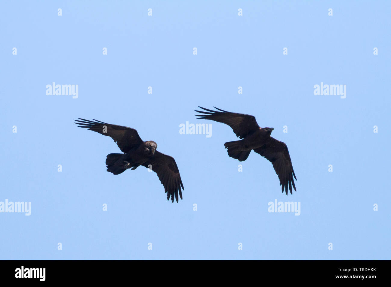 Detail Ravens In Flight Images Nomer 46
