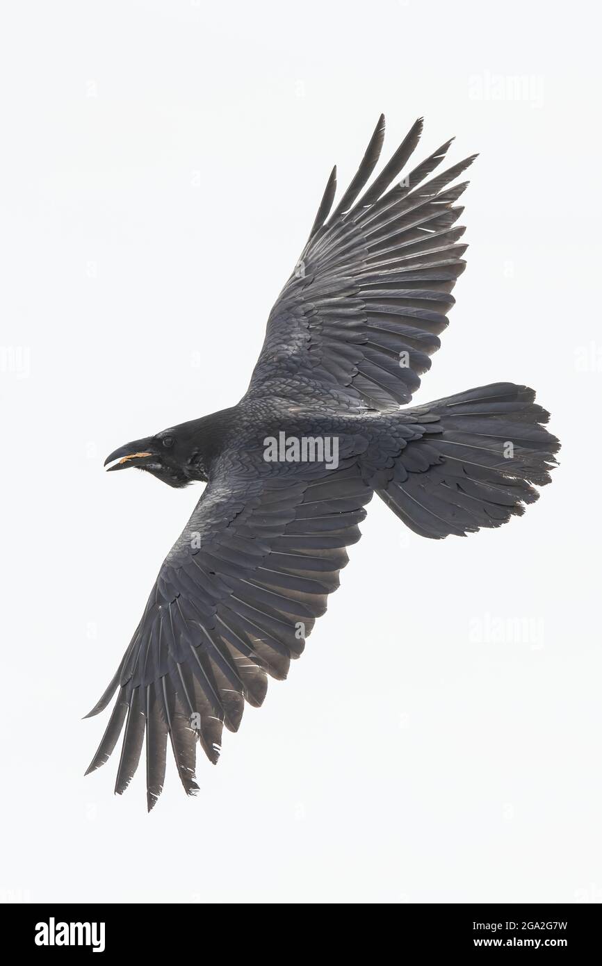 Detail Ravens In Flight Images Nomer 47
