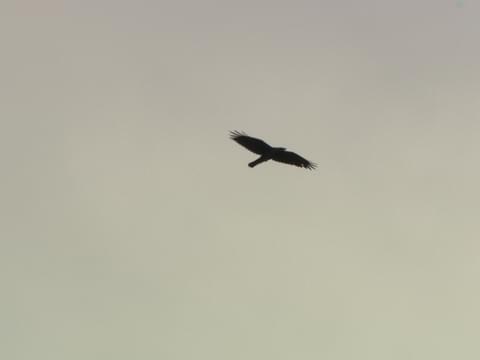 Detail Ravens In Flight Images Nomer 48