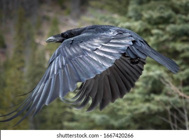 Detail Ravens In Flight Images Nomer 52