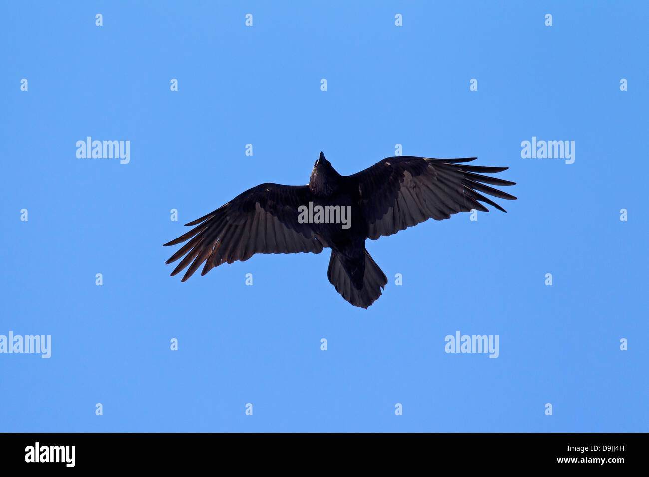 Detail Ravens In Flight Images Nomer 53