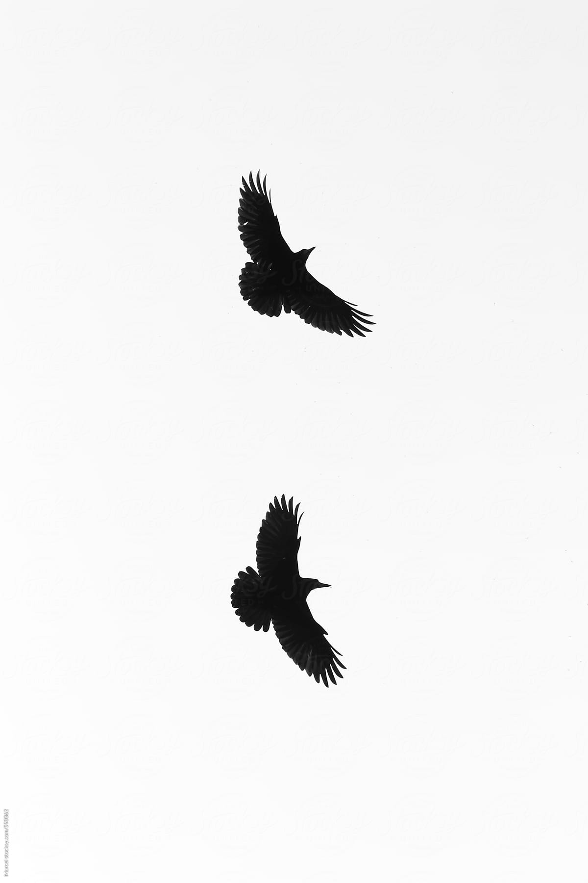 Detail Ravens In Flight Images Nomer 55