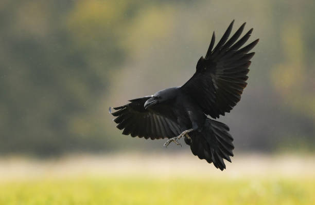Detail Ravens In Flight Images Nomer 8