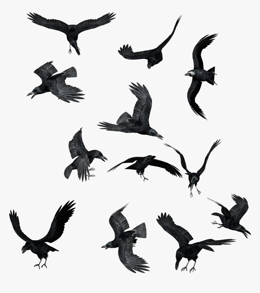 Detail Ravens Png Nomer 14