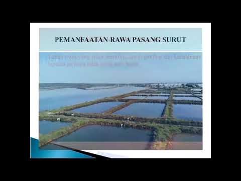 Detail Rawa Pasang Surut Nomer 35