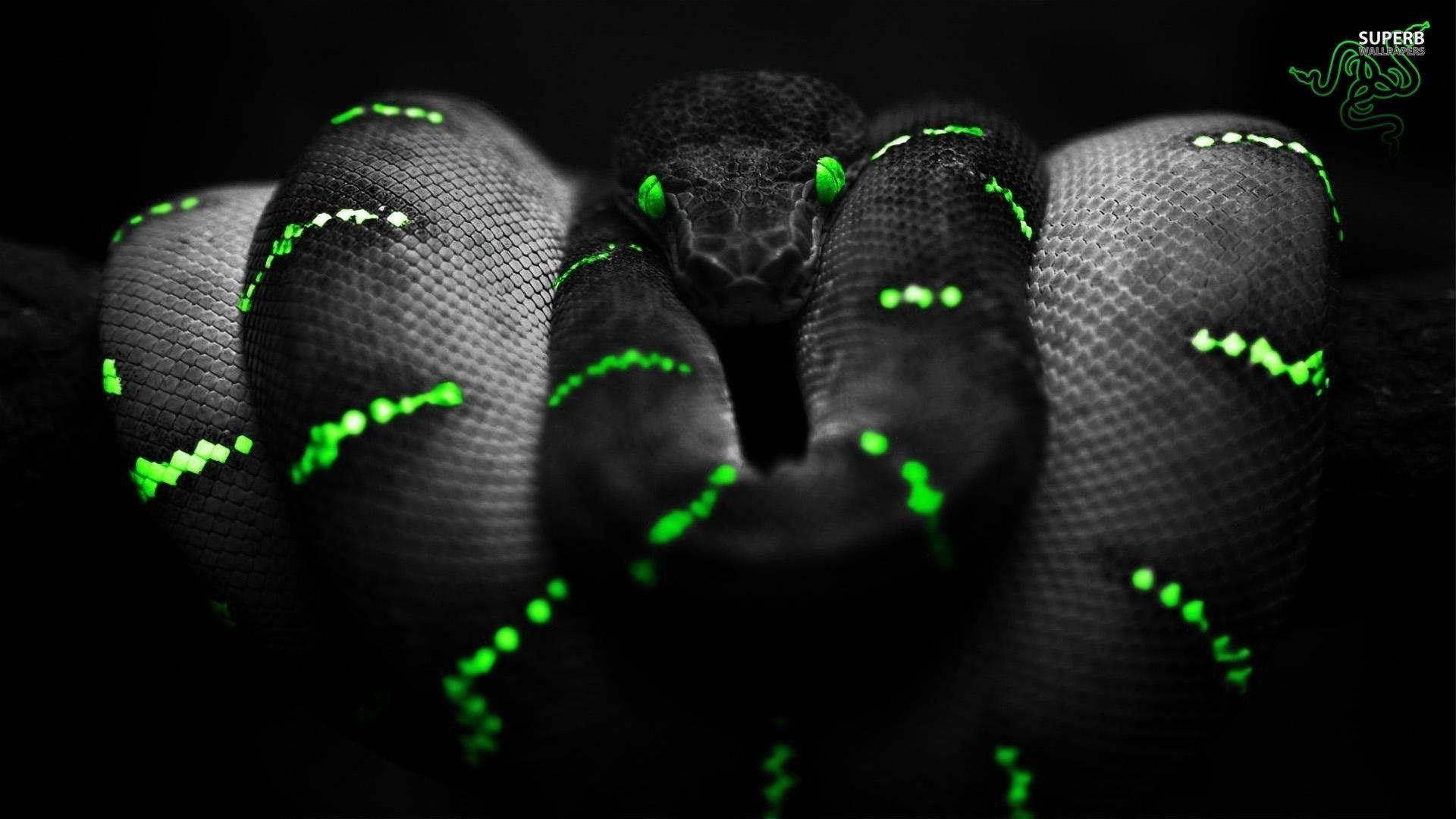 Detail Razer Hd Nomer 15