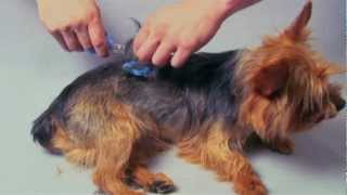Detail Razor Comb For Cats Nomer 33