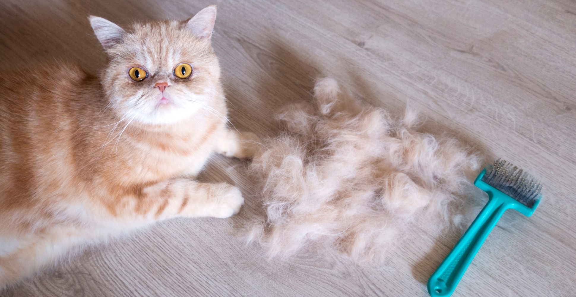 Detail Razor Comb For Cats Nomer 53