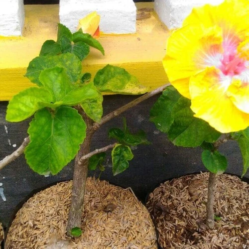 Detail Rb Gambar Bunga Nomer 45