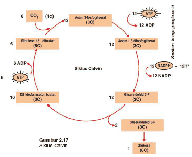 Detail Reaksi Kimia Anabolisme Nomer 11