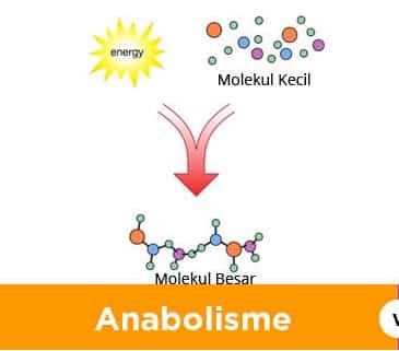 Detail Reaksi Kimia Anabolisme Nomer 15