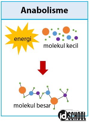 Detail Reaksi Kimia Anabolisme Nomer 19