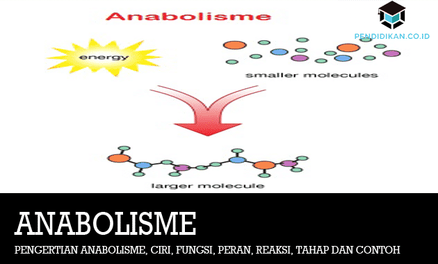 Detail Reaksi Kimia Anabolisme Nomer 21