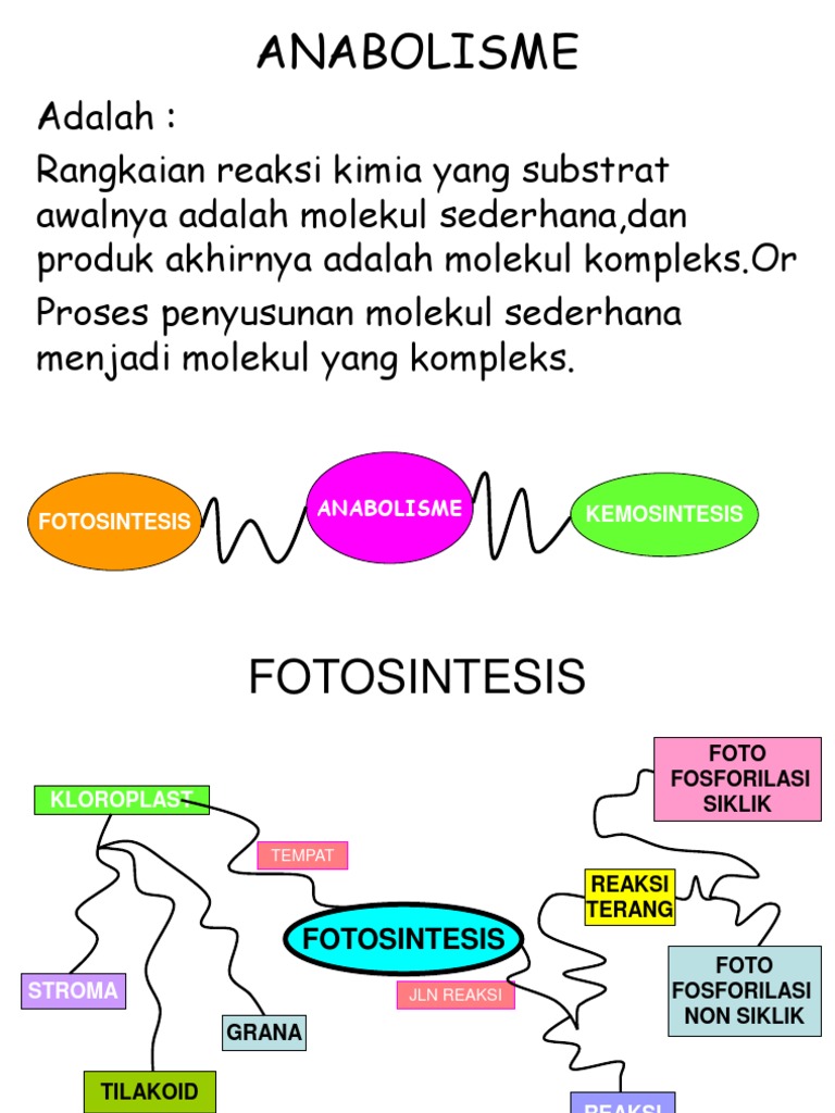 Detail Reaksi Kimia Anabolisme Nomer 50