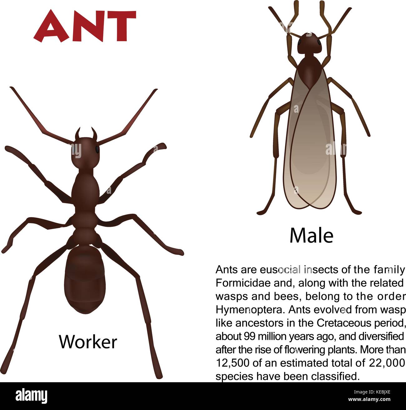 Detail Real Ant Pictures Nomer 16