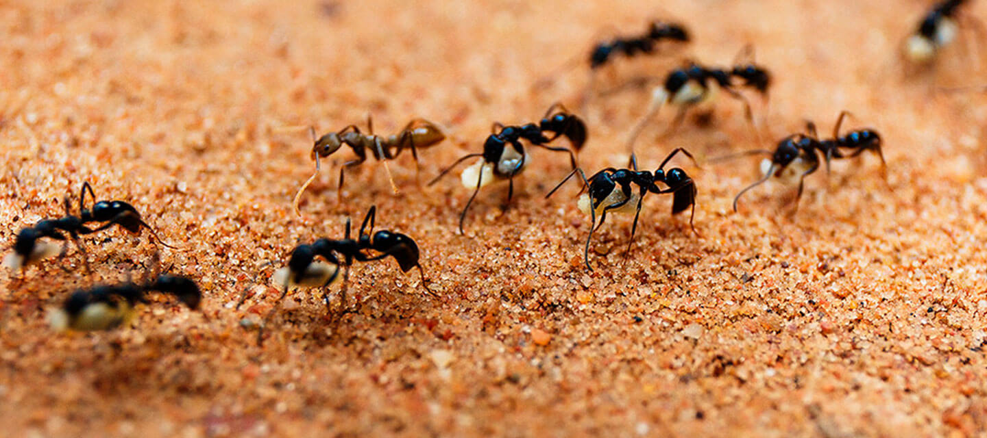 Detail Real Ant Pictures Nomer 29