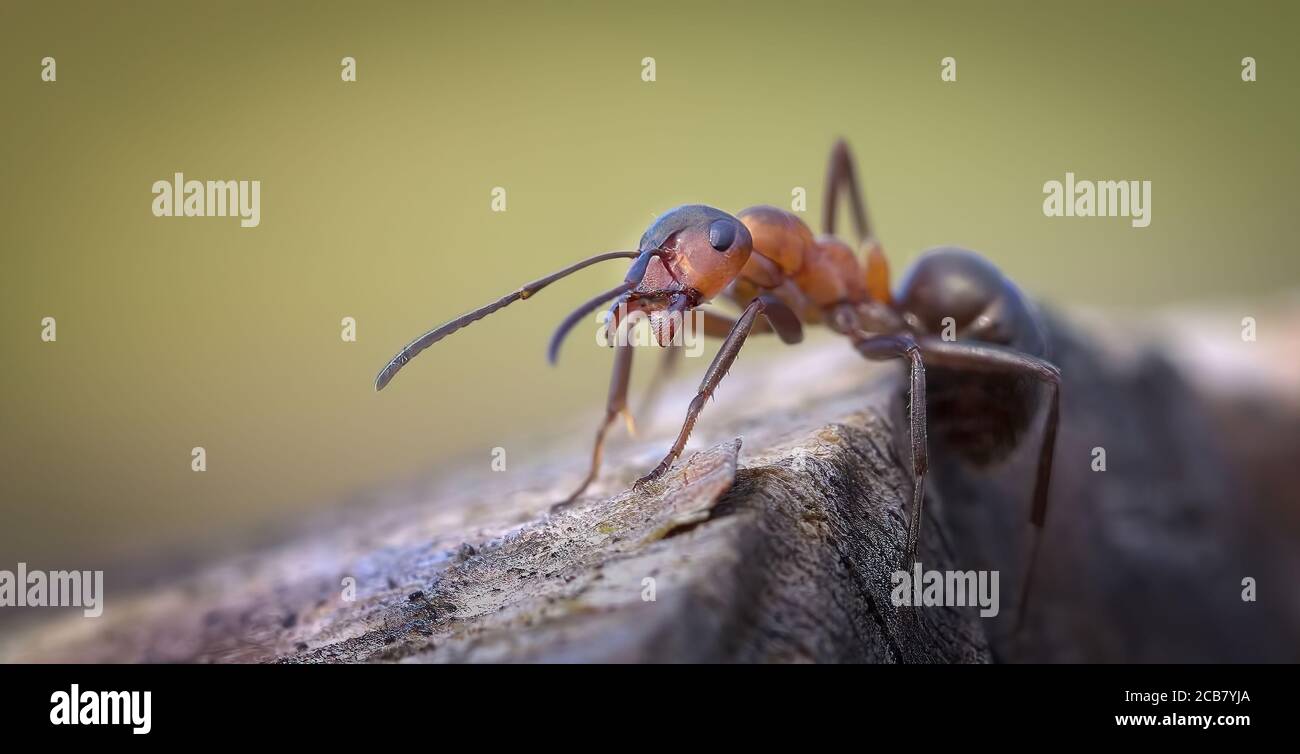 Detail Real Ant Pictures Nomer 31