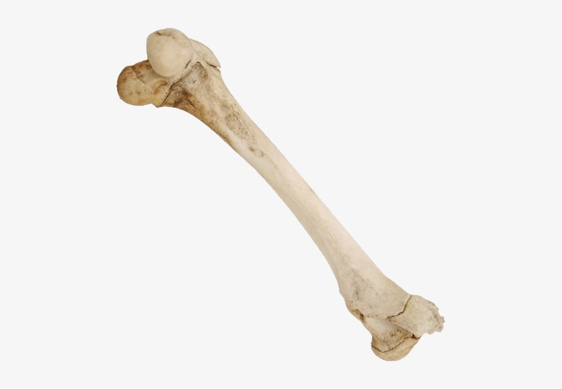 Real Bone Png - KibrisPDR