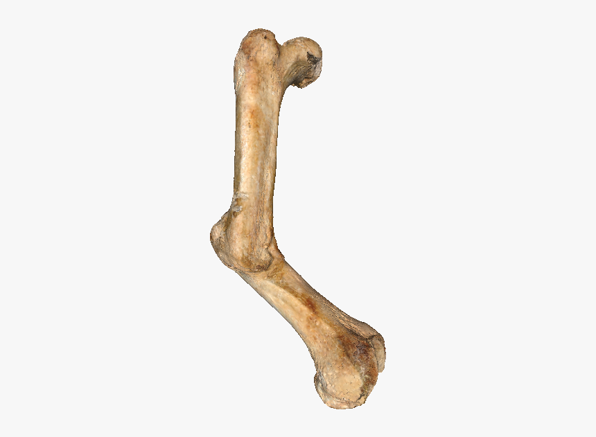 Detail Real Bone Png Nomer 14