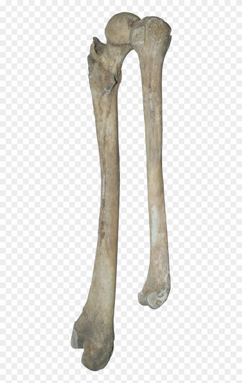 Detail Real Bone Png Nomer 3