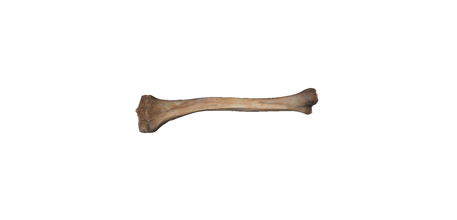 Detail Real Bone Png Nomer 6