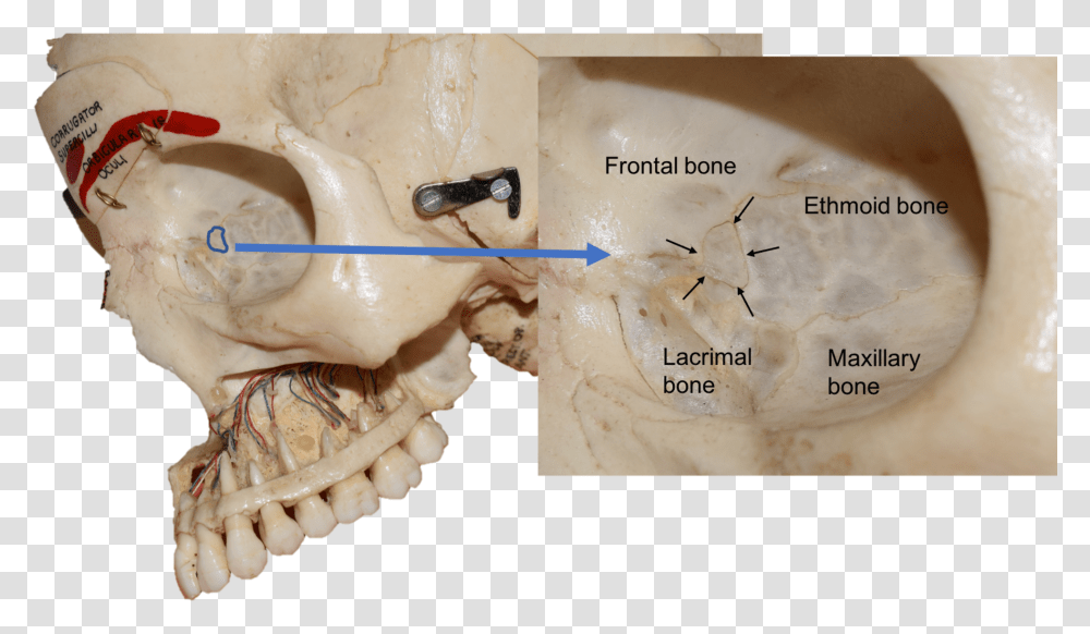 Detail Real Bone Png Nomer 45