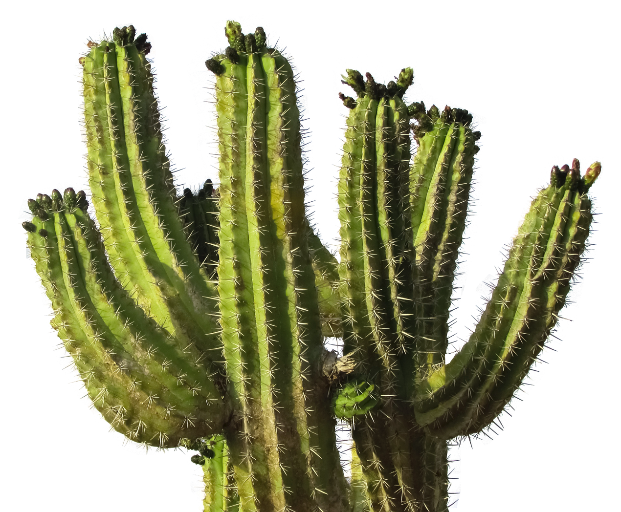 Real Cactus Png - KibrisPDR