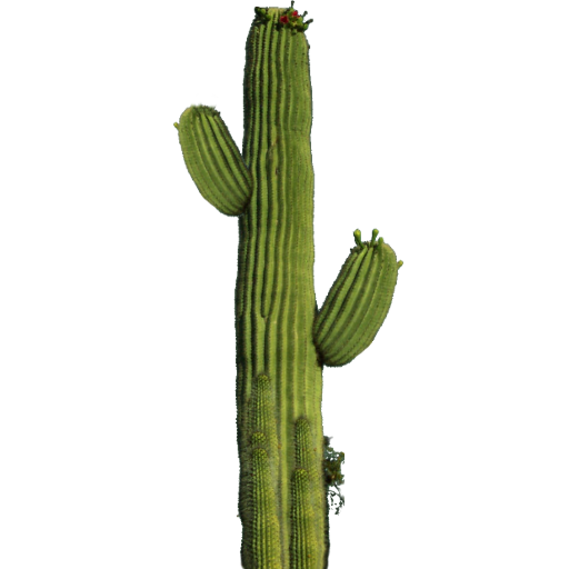 Detail Real Cactus Png Nomer 2