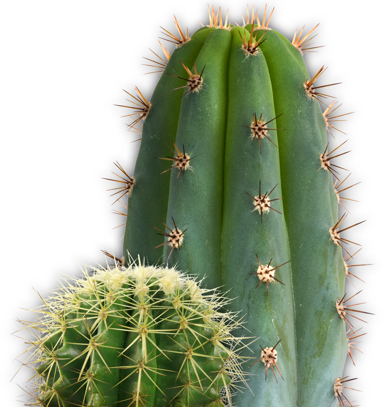 Detail Real Cactus Png Nomer 13