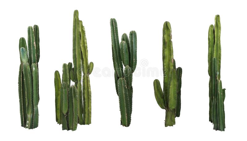 Detail Real Cactus Png Nomer 14