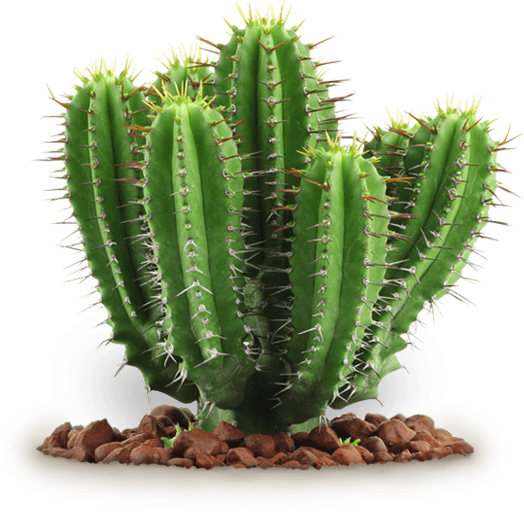 Detail Real Cactus Png Nomer 18