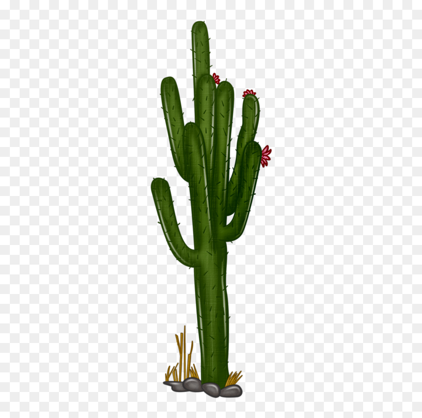 Detail Real Cactus Png Nomer 23