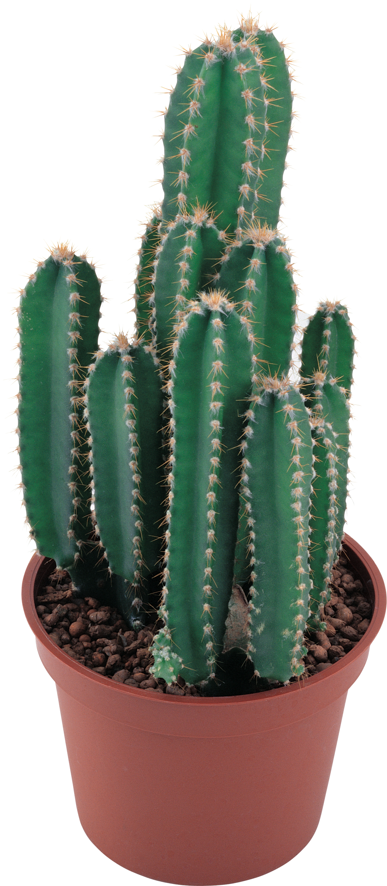 Detail Real Cactus Png Nomer 25