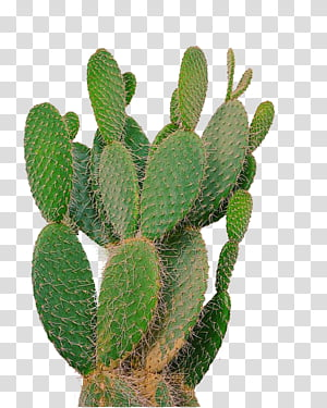 Detail Real Cactus Png Nomer 26