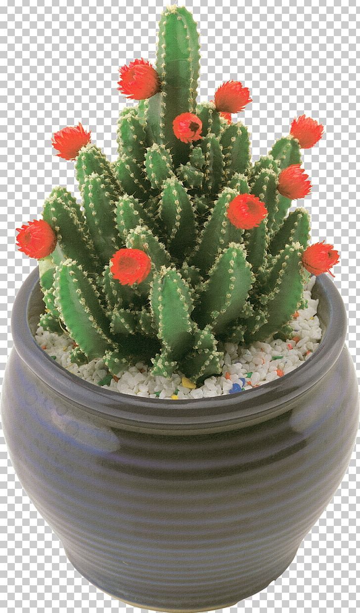 Detail Real Cactus Png Nomer 27