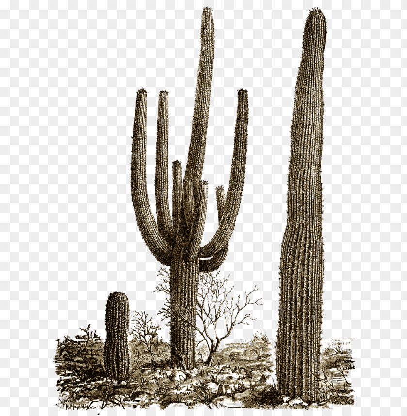 Detail Real Cactus Png Nomer 28