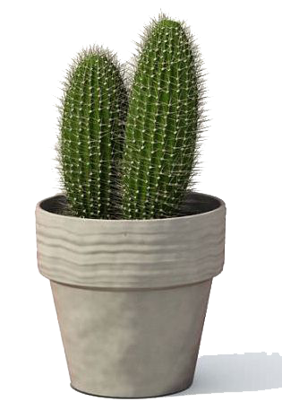 Detail Real Cactus Png Nomer 30