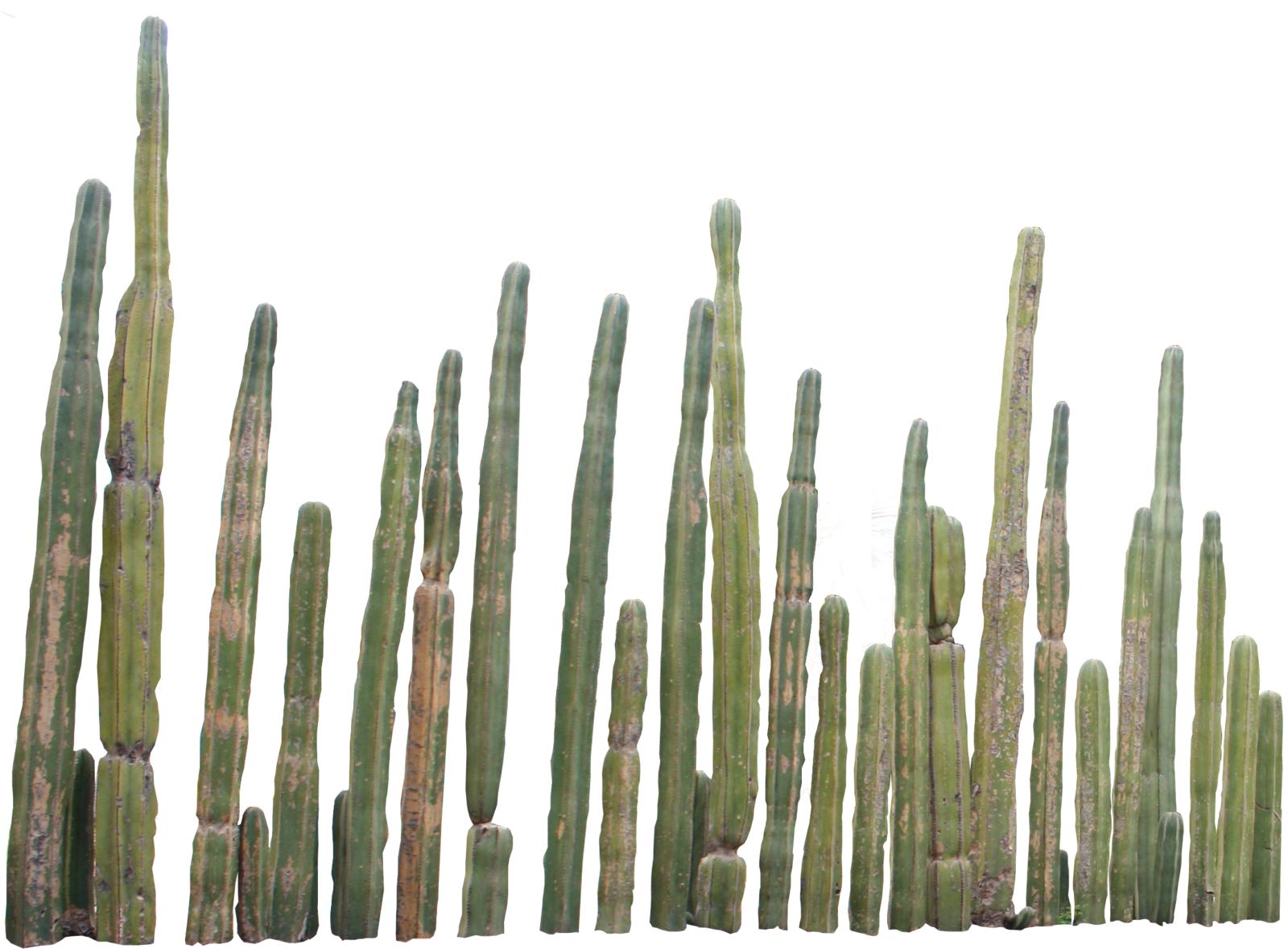 Detail Real Cactus Png Nomer 42