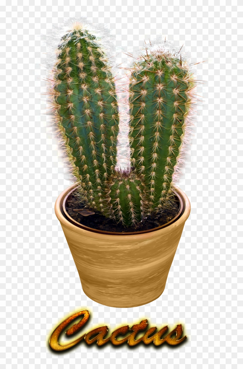 Detail Real Cactus Png Nomer 7