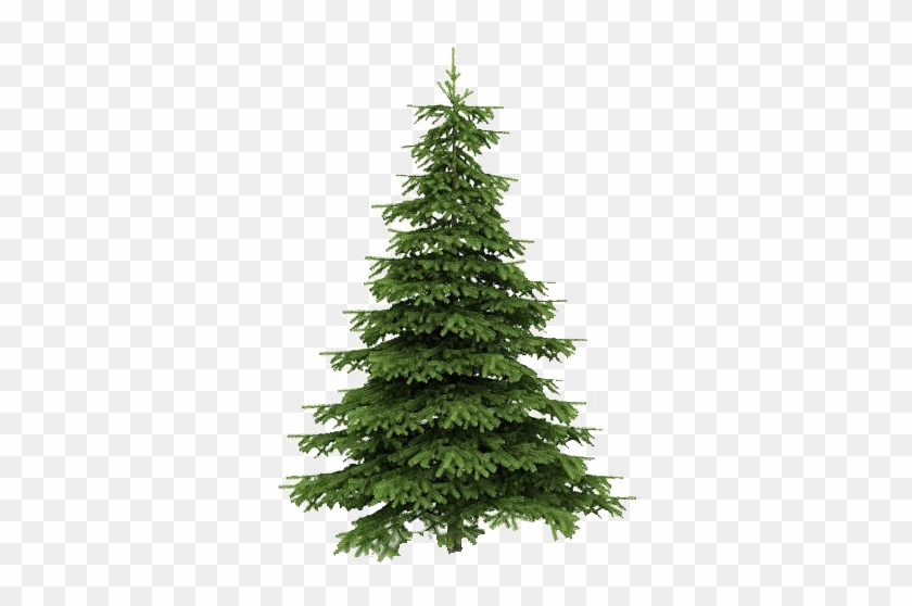 Detail Real Christmas Tree Png Nomer 16