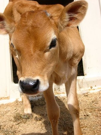 Detail Real Cow Pictures Nomer 15