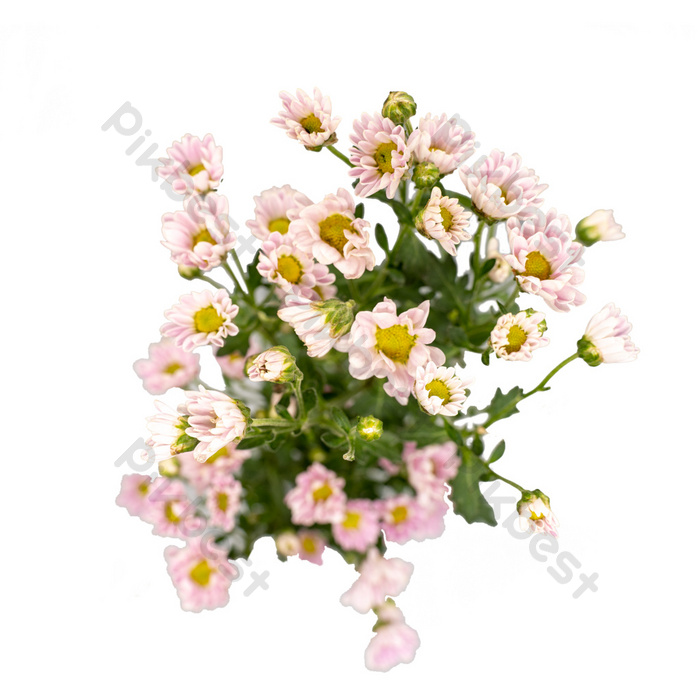 Detail Real Flowers Png Nomer 29