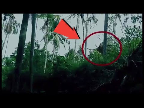 Detail Real Footage Of Slender Man Nomer 25