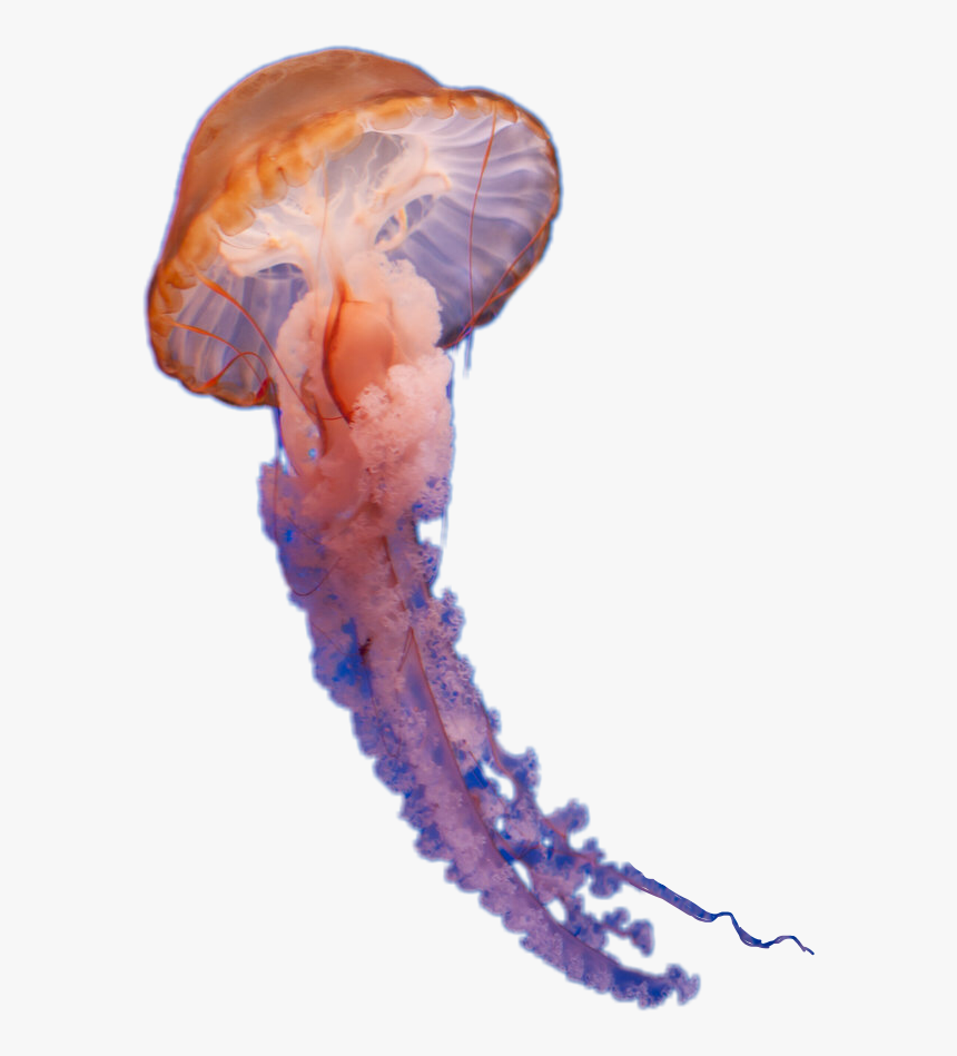 Real Jellyfish Png - KibrisPDR