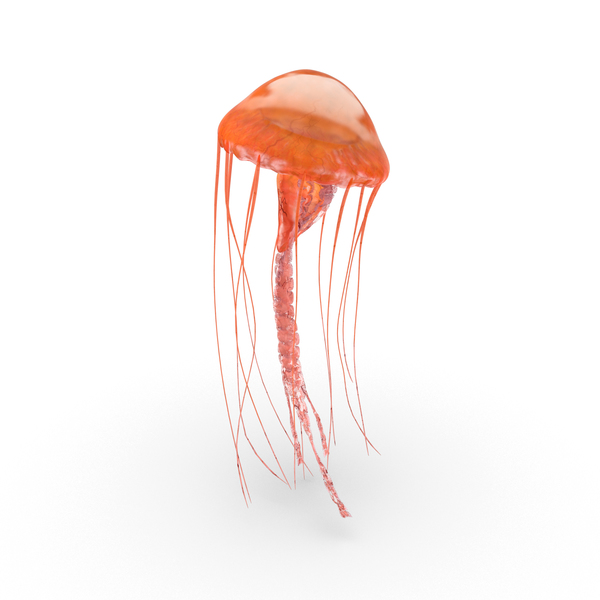 Detail Real Jellyfish Png Nomer 11