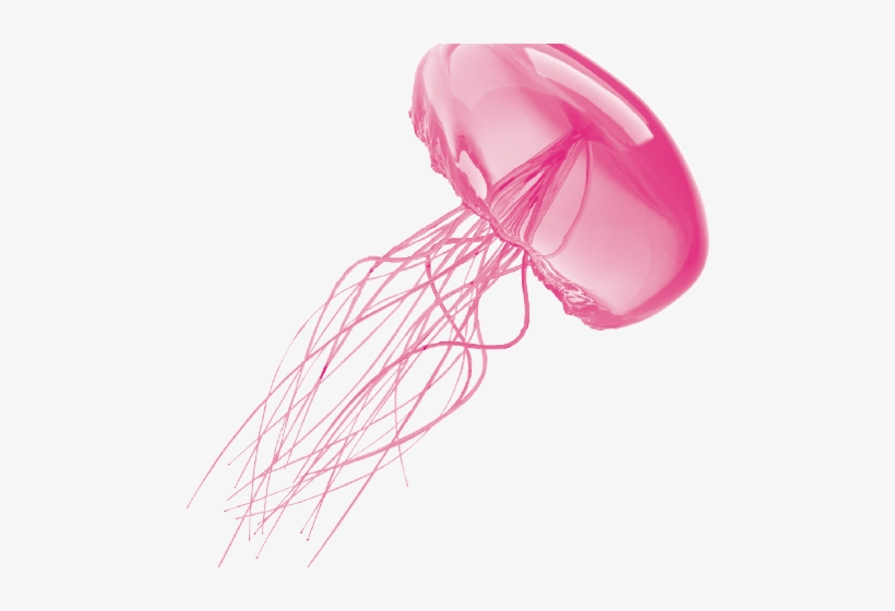 Download Real Jellyfish Png Nomer 29